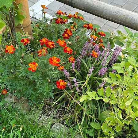 Diamanthaus Deluxe 7