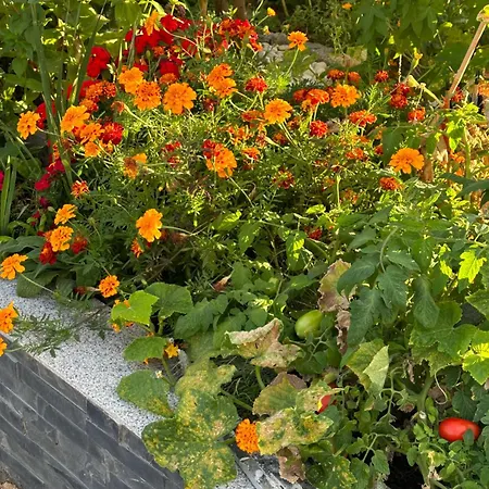 Diamanthaus Deluxe 7 Apartment Koblenz (Rhineland-Palatinate)